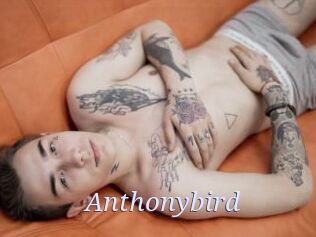 Anthonybird