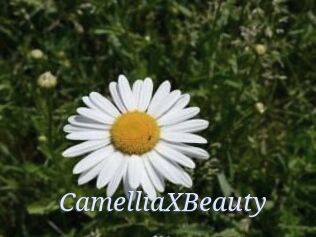 Camellia_XBeauty